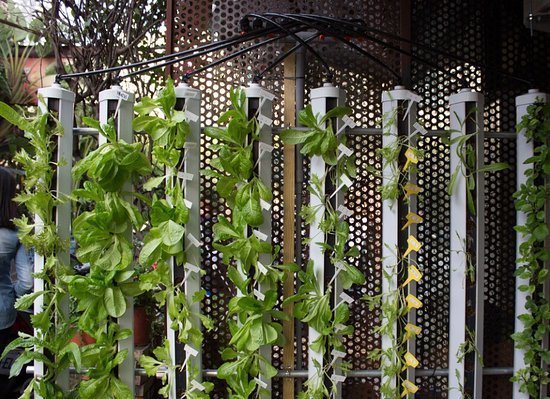 Vegetarian Braised Noodles