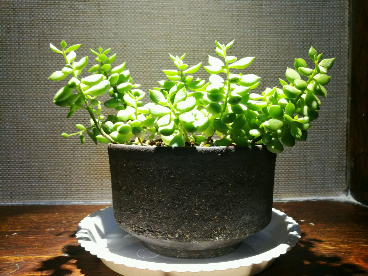 心香素养生餐茶